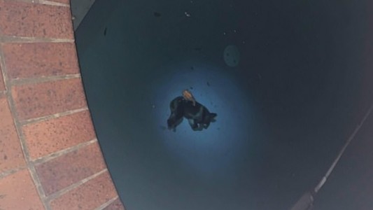 "Me parte el alma": encontraron a un koala ahogado en una pileta