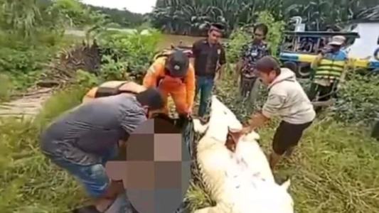 Desgarrador: el cuerpo de un niño de 8 años fue extraido del interior de un cocodrilo