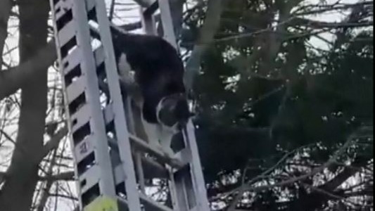 Un gato se autorescató de un árbol con la escalera de los bomberos