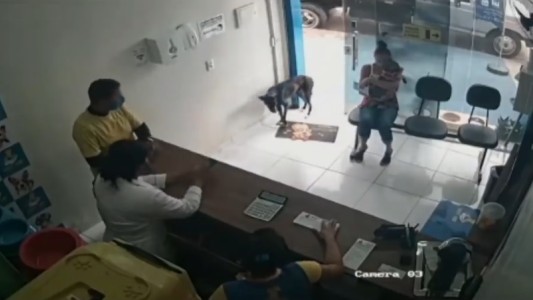 Perro callejero herido entró a la veterinaria: "Llegó y mostró su pata"