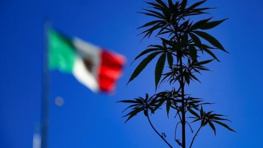 México aprobó en Diputados el consumo lúdico de la marihuana