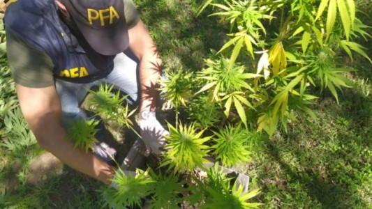 El Durazno, con pelusa canábica: hallaron una plantación de 20 hectáreas de marihuana