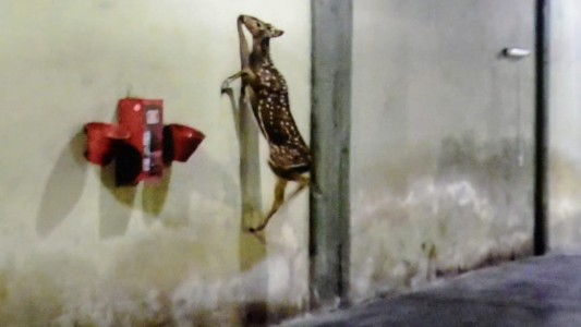 De película: apareció un ciervo en una cochera