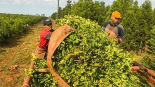 Argentina se convertirá en el primer país en exportar yerba a la India