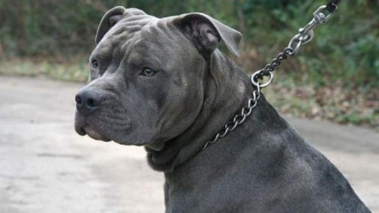 Atacado por los dos pitbulls de su vecino murió un nene de 3 años