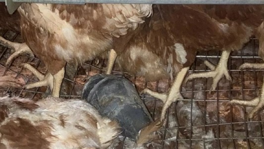 Tanque de guerra dispara por error contra una granja de pollos en Italia