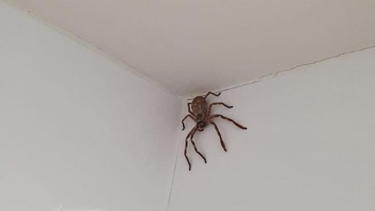 La sorpresa de una mujer que encontró una araña cazadora en el baño