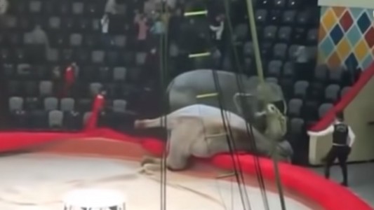 Video: dos elefantes se pelean en plena función de un circo