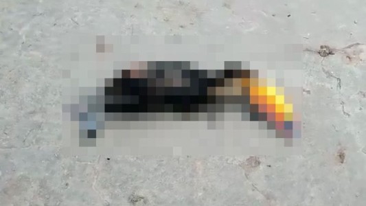 Un tucán murió electrocutado al rozar un cable de alta tensión: varias localidades quedaron sin luz