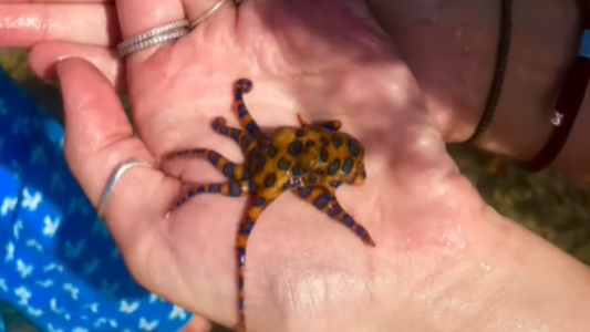 Se sacó una foto sin saber que sostenía un animal que puede matar a un humano en segundos