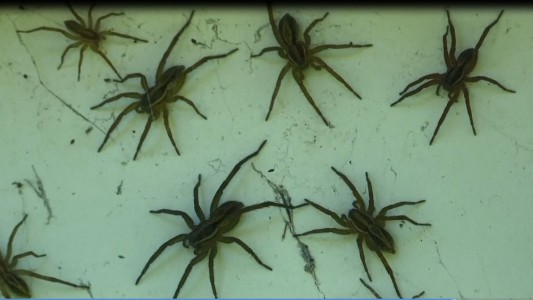 Millones de arañas toman las casas de Australia escapando de las inundaciones