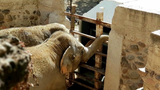 Preparan el traslado de dos elefantas del Ecoparque mendocino a un santuario de Brasil