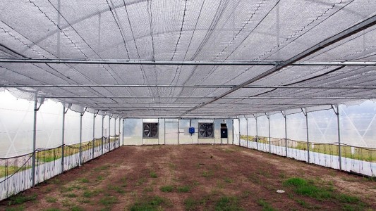 General La Madrid es el primer municipio del país autorizado a cultivar cannabis medicinal