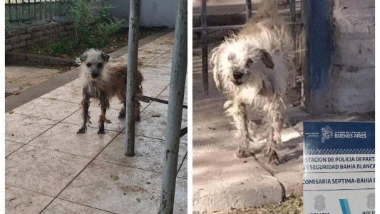 Maltrato animal: allanaron una vivienda en Bahía Blanca donde había perros desnutridos