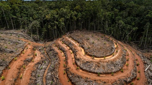 La voracidad de los países ricos es el motor de la deforestación tropical, según estudio