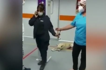 Una policía esposó a una enfermera para exigirle que le saque sangre a un detenido