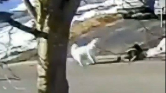 Perro salva a su dueña que se desmaya en la calle
