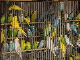 Alarma por varios casos de neumonía debido al brote de una bacteria en aves en la Argentina