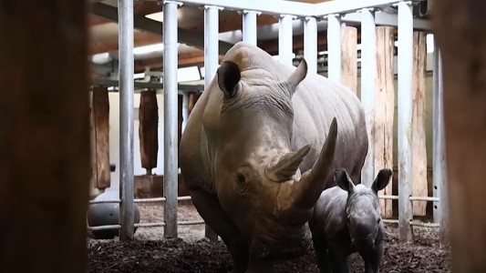 Furor por el nuevo integrante del zoo: un rinoceronte bebé