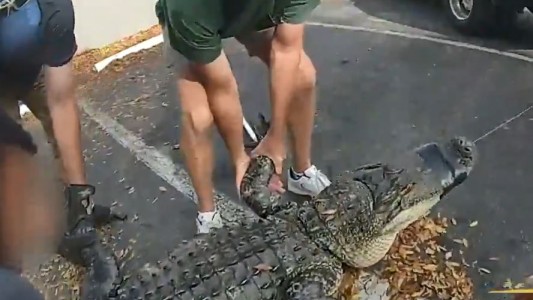 La policía "detuvo" a un caimán de 3 metros