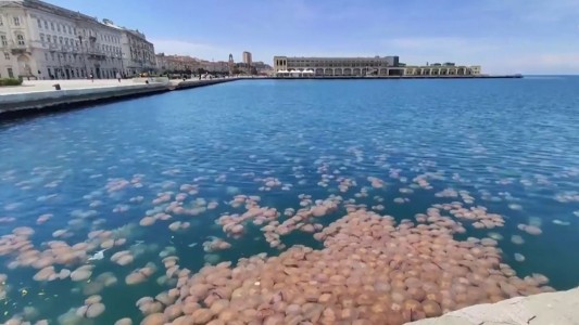 Miles de medusas invadieron el puerto de Trieste