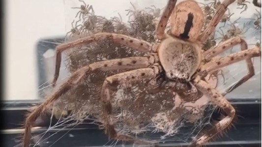 Ayuda a una enorme araña a dar a luz a 200 crías y adopta a una de mascota