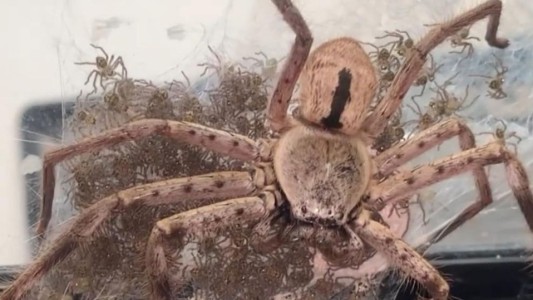 Video aterrador: la mujer que ayudó a una araña a tener 200 crías en su casa