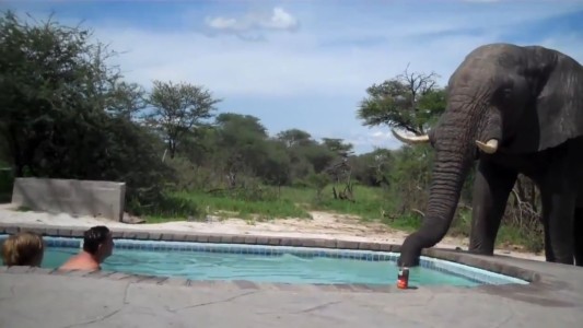 Disfrutaban en una piscina hasta que llegó un elefante
