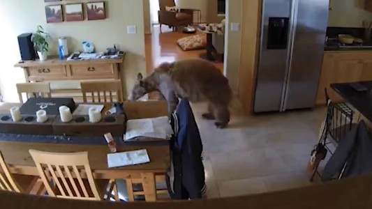 Pequeños perros echan a un oso fuera de la casa mientras su dueño duerme