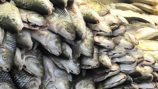 Detectan residuos de 42 fármacos en peces que se consumen en Córdoba