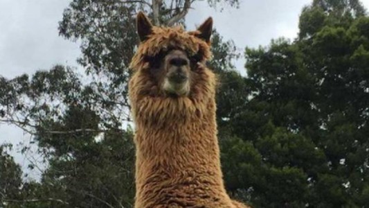 Anticuerpos de la alpaca combaten las cepas brasileña, británica y sudafricana del coronavirus