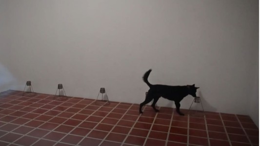 Entrenan perros para detectar personas con coronavirus en aeropuertos