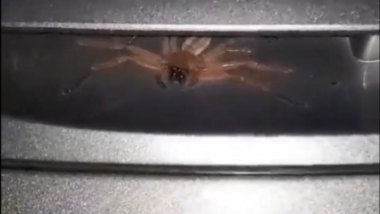Susto por araña gigante escondida en la manija de su auto