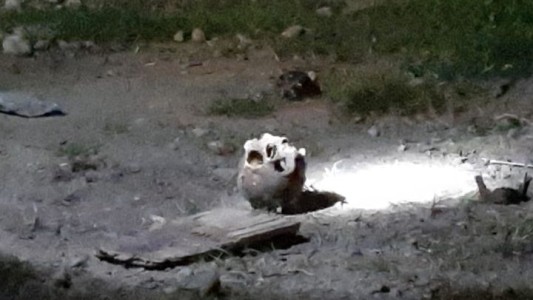 Misterio en Jujuy: construían una escuela y hallaron un cráneo en las excavaciones
