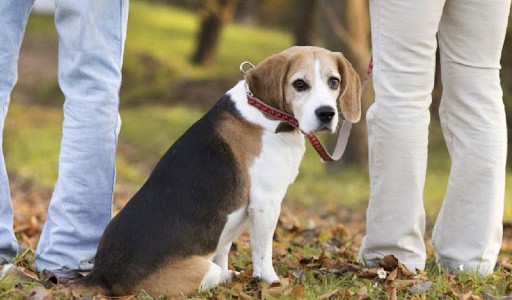 España: Debaten ley que permite custodia compartida de mascotas en caso de divorcio