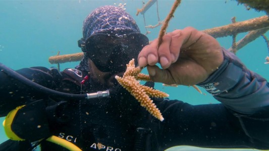 Científicos intentan preservar arrecifes de coral de Panamá