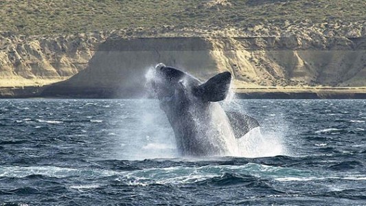 Llegaron los primeros ejemplares de ballenas a los golfos de Península Valdés