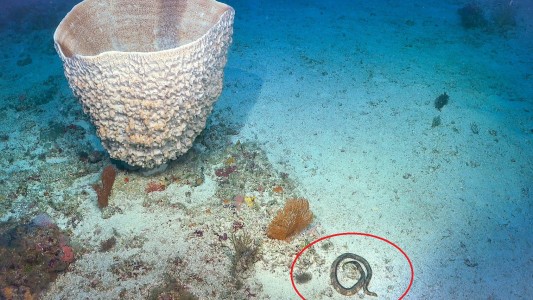 Reapareció una serpiente marina venenosa que se creía extinta