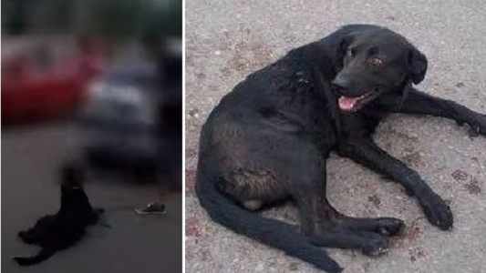 Condenada a pagar 1000 kilos de alimento por arrastrar con el auto a su perro
