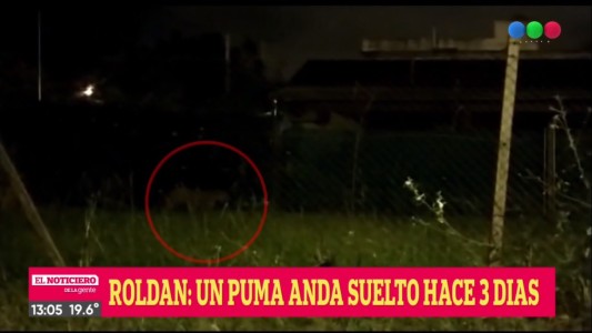 Santa Fe: continúa la búsqueda de un puma suelto