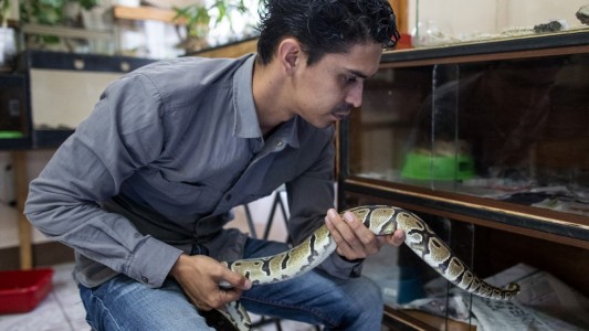 Pasión por las serpientes: tiene una "colección" de más de 30 reptiles
