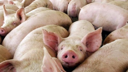 Alerta por triquinosis en Río Segundo y Santa María