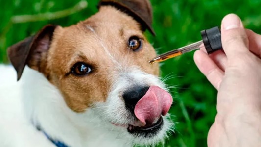 Aseguran que crece el uso medicinal de cannabis en mascotas: reclaman reglamentación