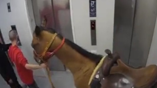 Subió con un caballo en el ascensor: "No estaba escrito que se prohibiera"