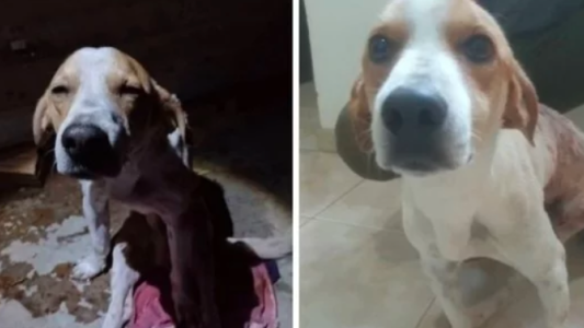 Un perro recibió 4 puñaladas al defender a su dueña del ataque de su ex pareja