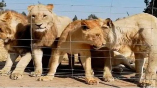 Sudáfrica busca prohibir la cría de leones para la caza