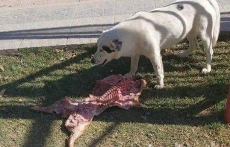 Concejales se reunieron a festejar y una perra les robó el lechón