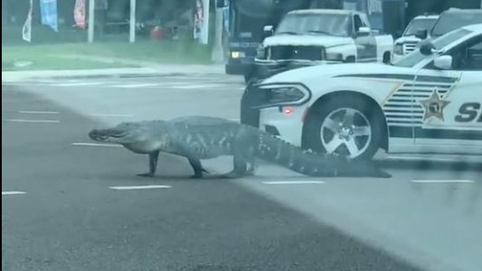 Un caimán es escoltado por un patrullero en medio de una avenida