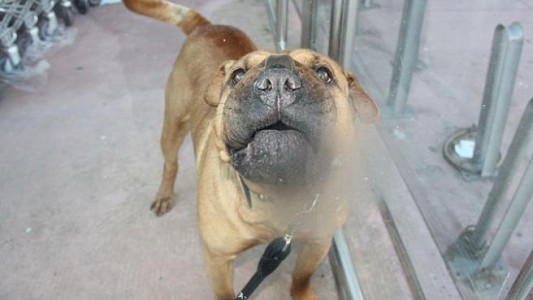 Fue detenido por darle una paliza a una perra: le provocó fracturas y sangrado vaginal