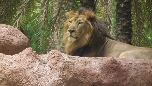 Ocho leones dieron positivo de covid-19 en India